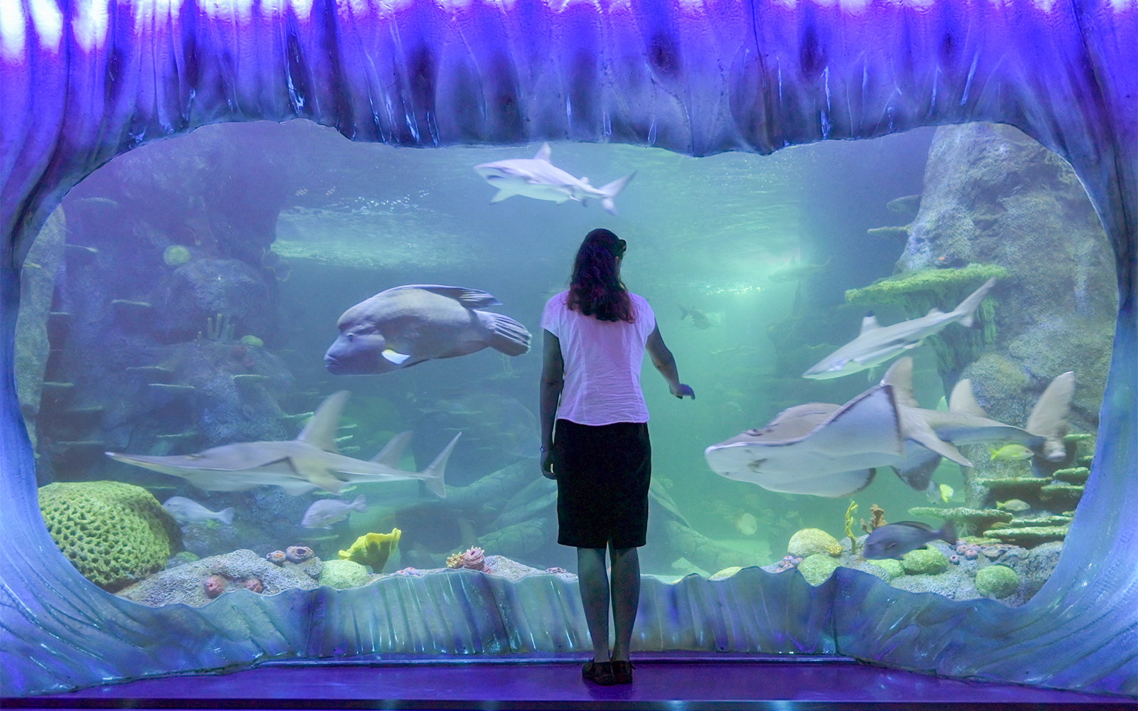 14 best aquariums in the world Unlock the deep sea secrets